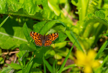 map butterfly feeding on flower, European Map, Araschnia levana