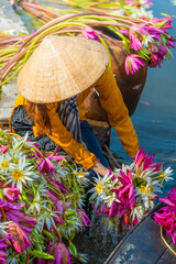 view of rural Vietnamese girl in Moc Hoa district, Long An province, Mekong Delta are harvesting...