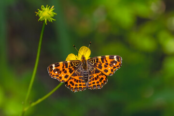 map butterfly feeding on flower, European Map, Araschnia levana