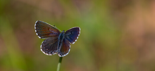 a wonderful little butterfly with black dots,Checkered Blue, Scolitantides orion