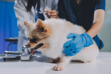 Closeup shot of veterinarian hands checking dog by stethoscope in vet clinic