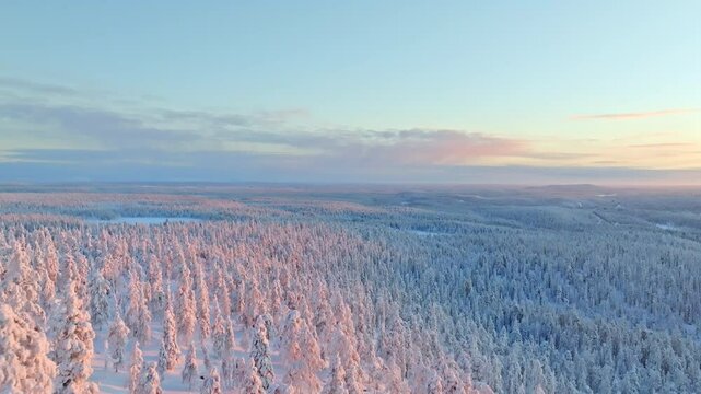 AERIAL: Arctic winter scenery, snow covered trees illuminated pink by the sunrise