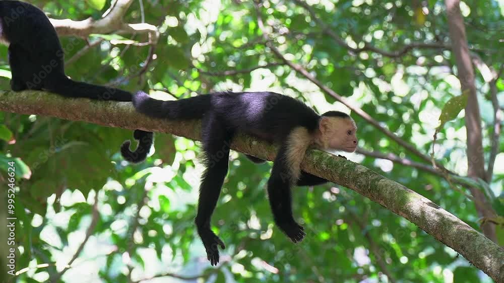 Poster white-faced capuchin monkey resting on tree branch gets up to leave