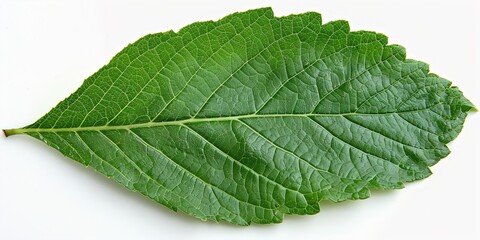 Obraz premium green leaf