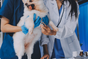 Closeup shot of veterinarian hands checking dog by stethoscope in vet clinic