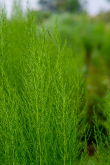Dill in the vegetable farm land in Liliw Laguna Philippines.