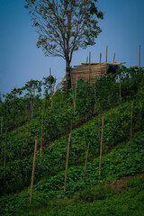 Fototapeta premium Vegetable farm land in Liliw Laguna Philippines.