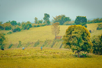 Fototapeta premium Vegetable farm land in Liliw Laguna Philippines.
