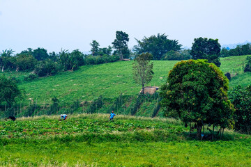 Vegetable farm land in Liliw Laguna Philippines.