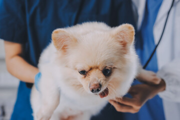 Closeup shot of veterinarian hands checking dog by stethoscope in vet clinic