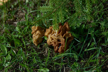 Gyromitra. Discover the amazing world of wild edible mushrooms thriving in their natural habitat