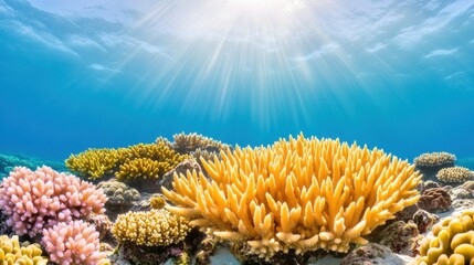Vibrant Coral Reef Under Sunlit Ocean Waters