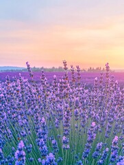 Obraz premium A field of lavender flowers at sunset, with a soft and dreamy background.