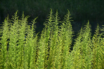 セイタカアワダチソウ　草模様