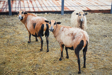 Obraz premium Exotic breeds of goats and sheep. Raising rare animals on a farm.