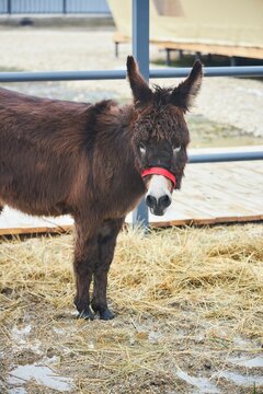 The animal is a mammalian donkey. Raising animals on a farm.