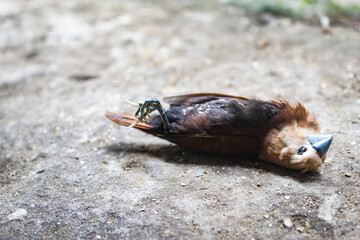 a dead wild sparrow lying on the asphalt