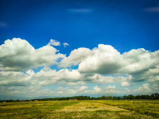 green field and sky