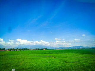 green field with blue sky