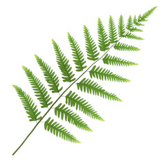 Lush Green Fern Leaf Isolated  on Transparent Background