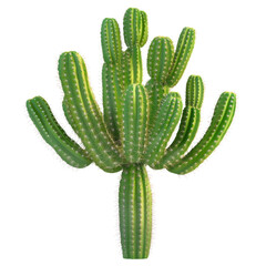Vibrant Cactus Plant with Sharp Thorns on Transparent Background