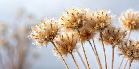 Fototapeta premium Dried weed stalks with fluffy sticky seeds
