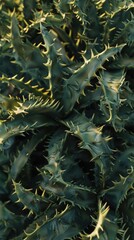 Fototapeta premium Nature's Defense. Spiky, prickly, and sharp leaves, plant texture concept
