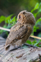 Fototapeta premium celepuk jawa or javan scops owl (Otus angelineae) perched on tree branch in the forest during the day