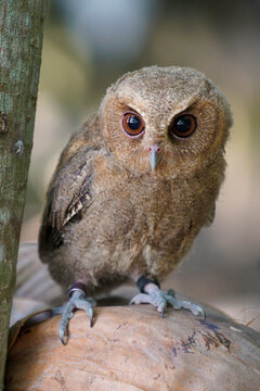 celepuk jawa or javan scops owl (Otus angelineae) perched on tree branch in the forest during the day