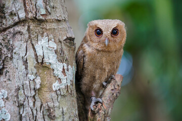 celepuk jawa or javan scops owl (Otus angelineae) perched on tree branch in the forst during the day