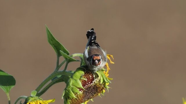 Stieglitz&nbsp;(Carduelis carduelis) auf Sonnenblume
