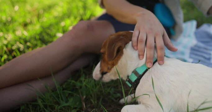Close up of a Jack Russell Terrier dog resting and lying on the grass while his owner scratches his belly and pets him during a summer park break