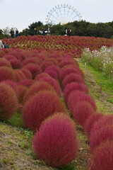 紅葉したコキア