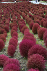 紅葉したコキア