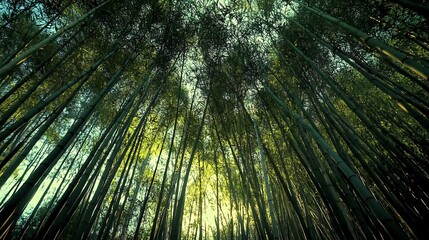 A low angle view looking up through a dense bamboo forest, the sun shining through the canopy.