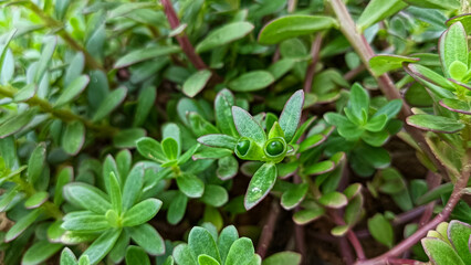 Portulaca grandiflora, also known as the Moss-rose pink purslane, is a flowering plant native to South America.