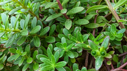 Portulaca grandiflora, also known as the Moss-rose pink purslane, is a flowering plant native to South America.