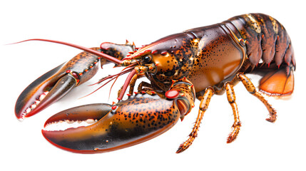 lobster isolated on white