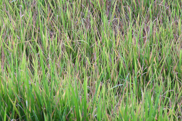 Rice plants about four months old that are infested with pests.