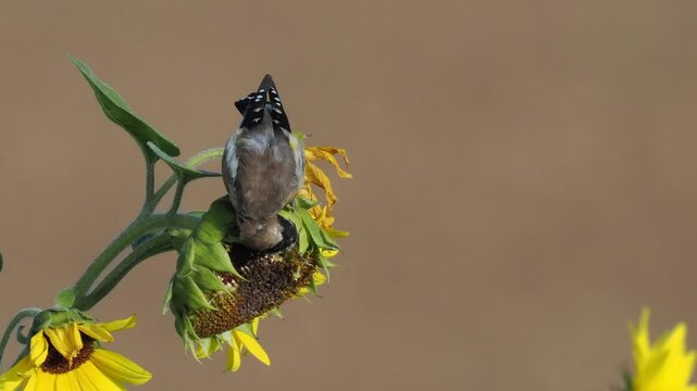 Stieglitz&nbsp;(Carduelis carduelis) auf Sonnenblume
