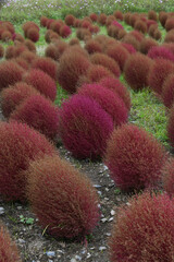 紅葉したコキア