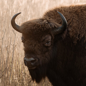 Zbliżenie na głowę żubra o zachodzie słońca 