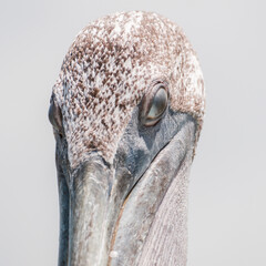 Pelikan na jasnym tle z dużymi oczami  © Kamil