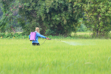 Farmer Spraying Pesticide in Lush Rice Field