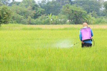 Farmer Spraying Pesticide in Rice Field