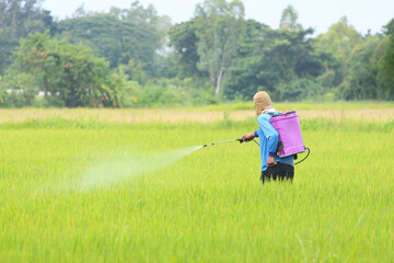 Farmer Spraying Pesticide in Green Rice Field