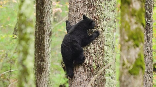 Black Bear Cub Climbing Down Tree