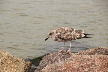 Mewa stojąca na wybrzeżu morza Bałtyckiego