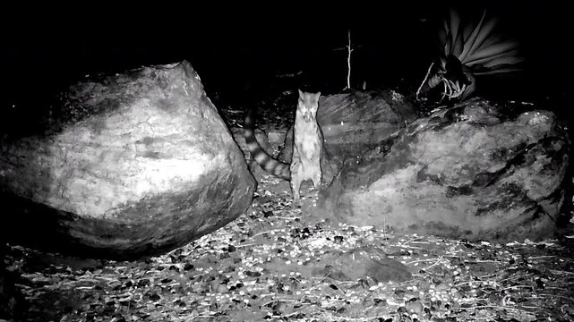 Night camera trap shows Large-spotted genet standing on two legs