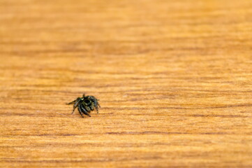 鮮やかな体色のハエトリグモ